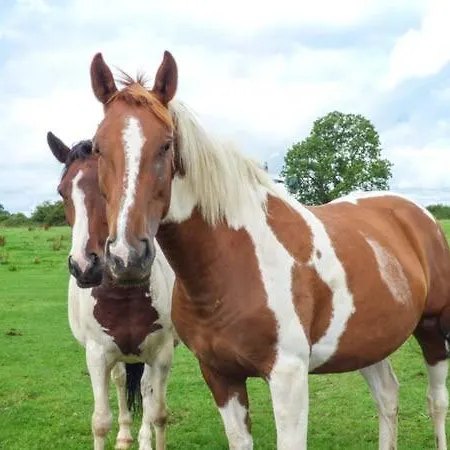 Barforth Hall Dairy 리치먼드